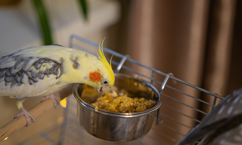 what-do-i-feed-my-parrot