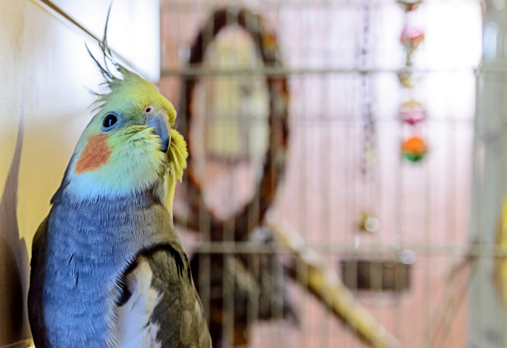 cockatiel supplies