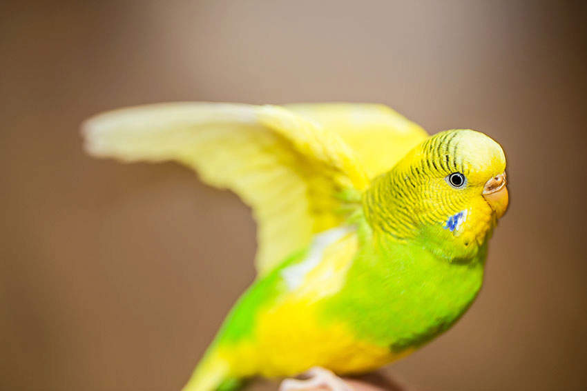 fancy green parakeet