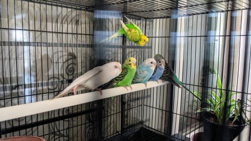 kaytee blog pet bird breeds cockatiel