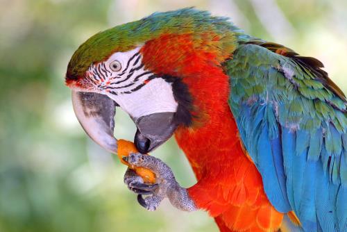 kaytee blog pet bird breeds parrot