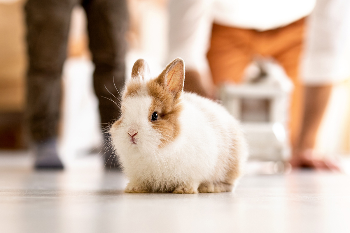 Most bunnies make great candidates for liberty training and free roaming in your home.