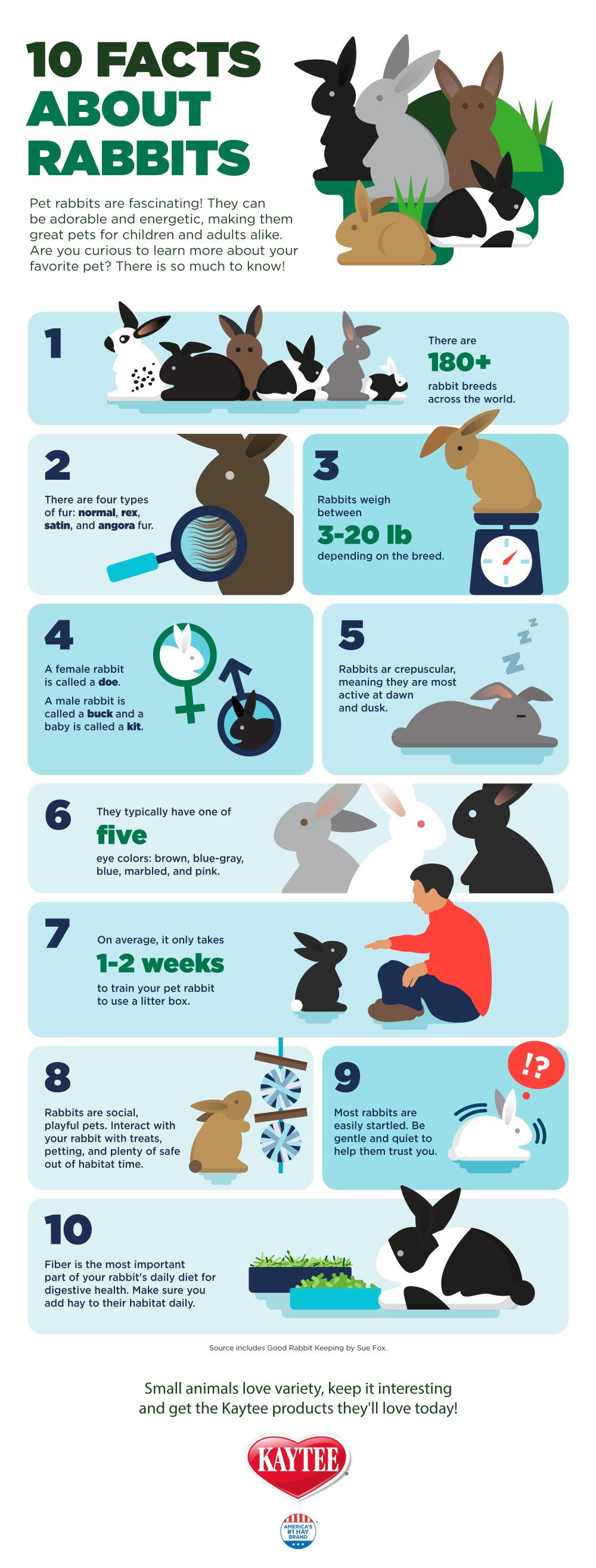 7 Fun Facts About Rabbit Eyes and 5 Problems to Look Out For