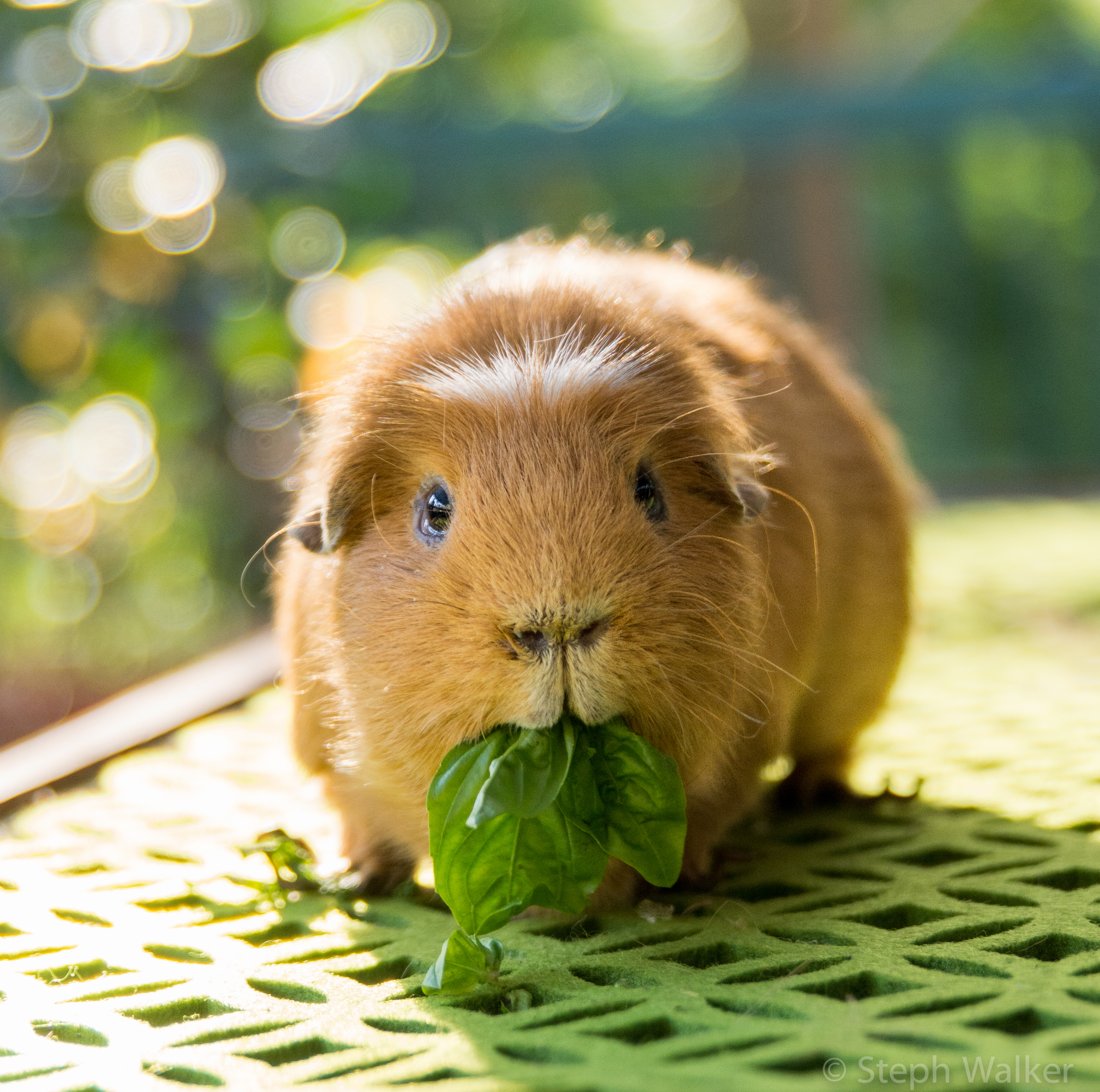 How much can guinea pigs clearance eat