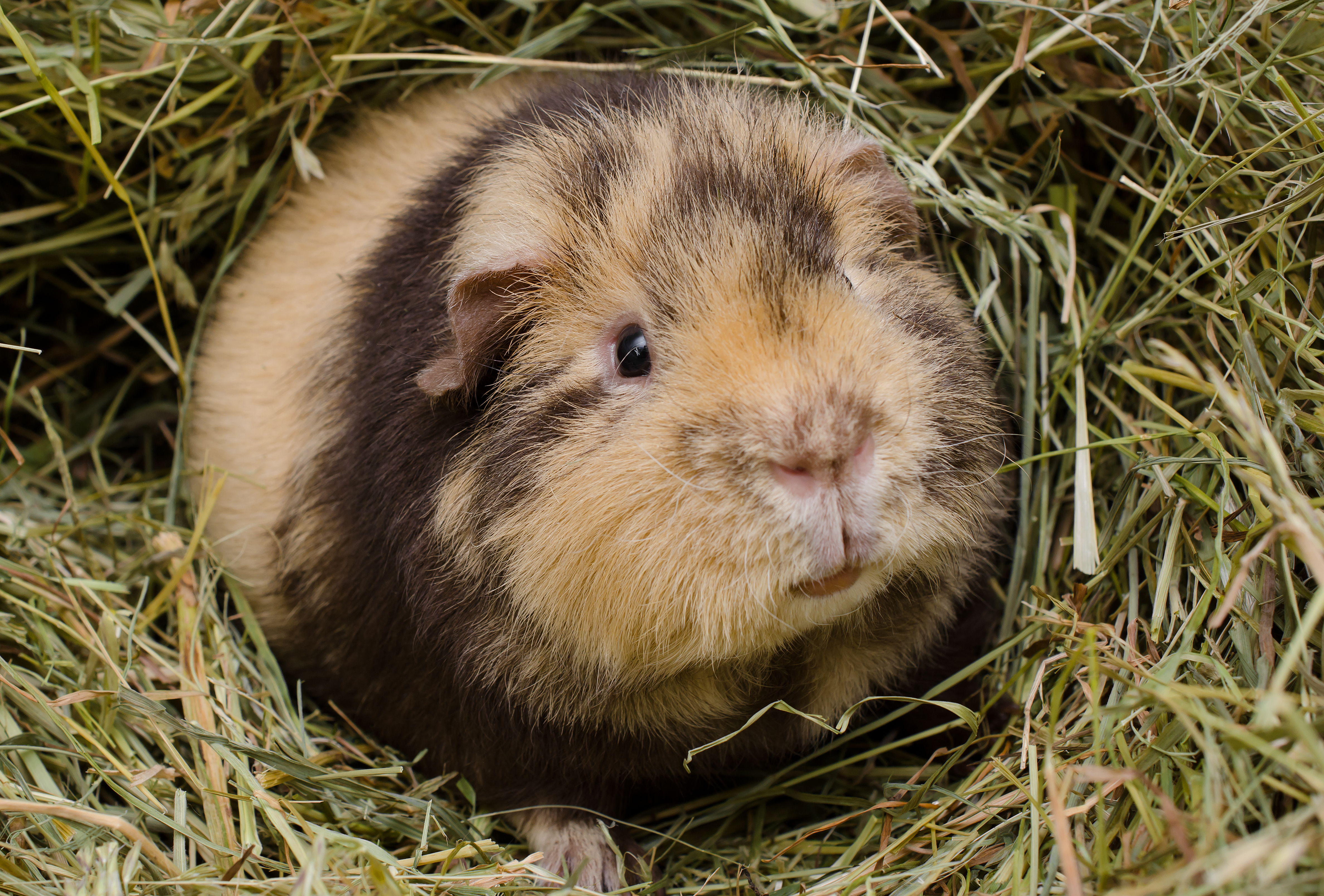 Guinea pig hot sale do they bite