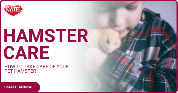 how to take care of a hamster