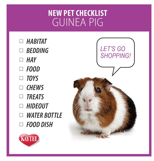 Guinea Pigs: Why They're Not Starter Pets
