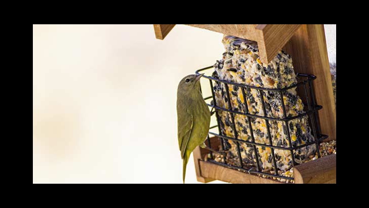 Bird Migration Facts