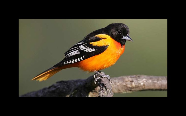 Migratory Oriole
