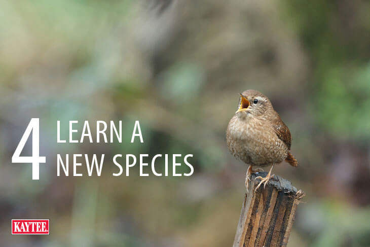 Learn a New Wild Bird Species