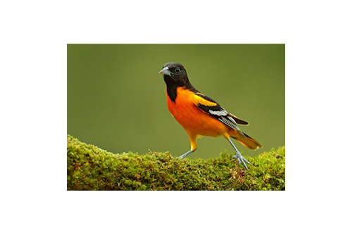 Kaytee Blog Can Birds See Color