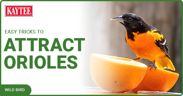 Nature  Orange you glad to see lots of orioles this spring?
