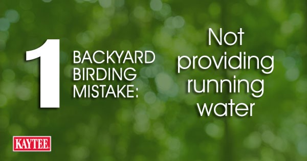 Birding-Mistake-Not providing running water 