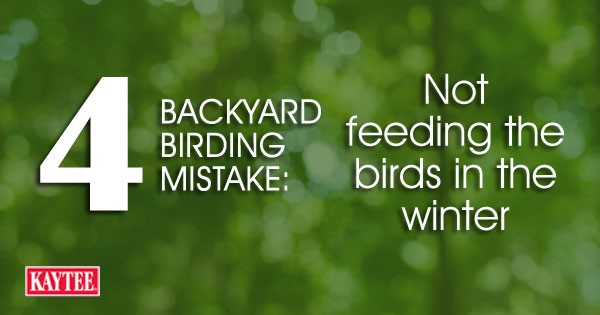 Not feeding the birds in the winter