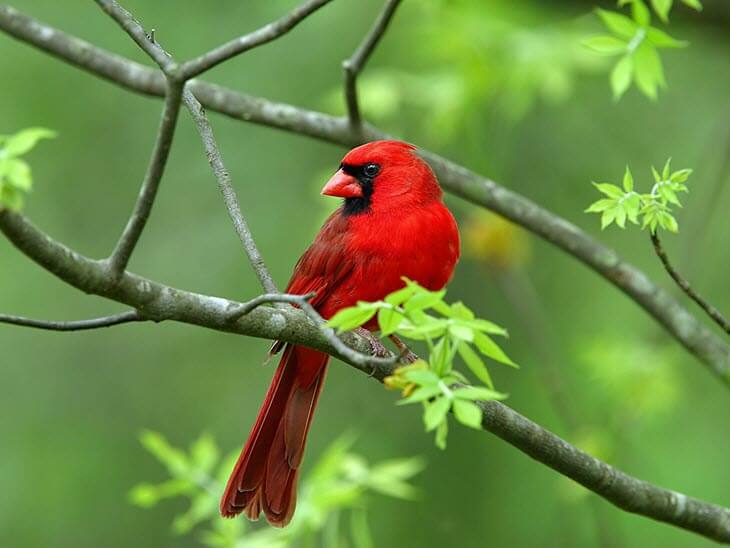 Cardinal