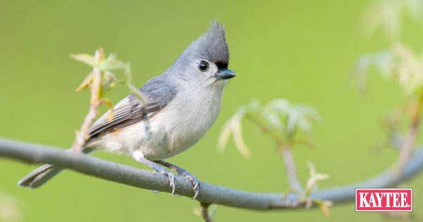 tufted titmouse favorite food