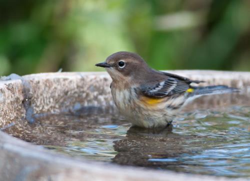 How To Feed Birds In Summer