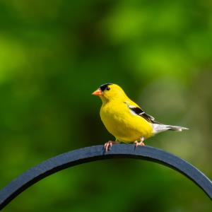 Birds in summer high quality