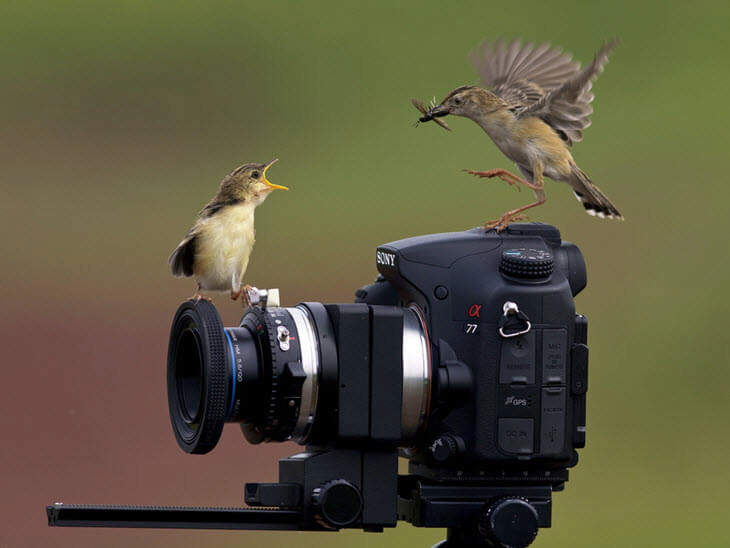 7 Ways To Keep Birds Cool in Summer